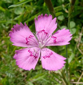 Dianthus deltoides (Caryophyllaceae)  - oeillet deltoïde, oeillet couché, oeillet à delta - Maiden Pink Haute-Garonne [France] 27/07/2001 - 1400m