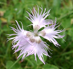 Dianthus hyssopifolius (Caryophyllaceae)  - oeillet à feuilles d'hysope, oeillet de Montpellier Pyrenees-Orientales [France] 19/07/2001 - 1610m