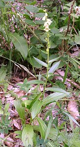 Digitalis lutea (Plantaginaceae)  - Digitale jaune - Straw Foxglove Haute-Garonne [France] 27/07/2001 - 1400m