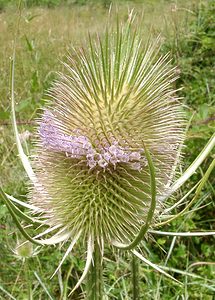 Dipsacus fullonum (Caprifoliaceae)  - Cardère à foulon, Cabaret des oiseaux, Cardère sauvage - Wild Teasel Aveyron [France] 17/07/2001 - 340m