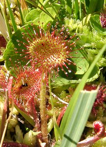 Drosera rotundifolia (Droseraceae)  - Rossolis à feuilles rondes, Droséra à feuilles rondes - Round-leaved Sundew Ariege [France] 24/07/2001 - 1630m