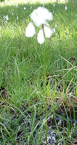 Eriophorum gracile (Cyperaceae)  - Linaigrette grêle  [France] 22/07/2001 - 2060m