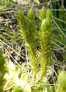 Huperzia selago (Lycopodiaceae)  - Huperzie sélagine, Lycopode sélagine, Lycopode dressé - Fir Clubmoss  [France] 22/07/2001 - 2060m