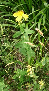 Hypericum richeri subsp. burseri (Hypericaceae)  - Millepertuis de Burser Hautes-Pyrenees [France] 29/07/2001 - 760m