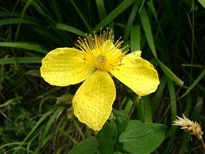 Hypericum richeri subsp. burseri (Hypericaceae)  - Millepertuis de Burser Hautes-Pyrenees [France] 29/07/2001 - 760m