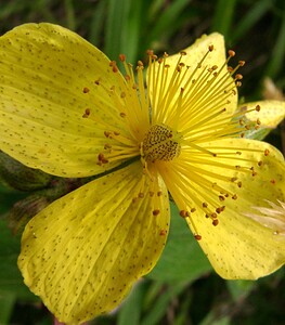 Hypericum richeri subsp. burseri (Hypericaceae)  - Millepertuis de Burser Hautes-Pyrenees [France] 29/07/2001 - 760m