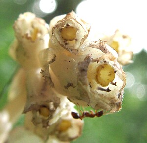 Hypopitys monotropa (Ericaceae)  - Monotrope sucepin, Sucepin, Hypopitys monotrope - Yellow Bird's-nest Haute-Garonne [France] 26/07/2001 - 1400m