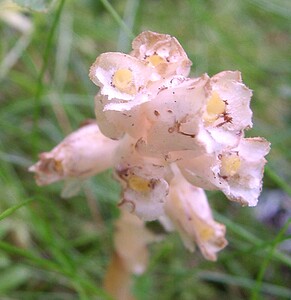 Hypopitys monotropa (Ericaceae)  - Monotrope sucepin, Sucepin, Hypopitys monotrope - Yellow Bird's-nest Haute-Garonne [France] 26/07/2001 - 1400m