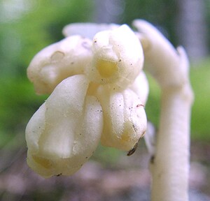 Hypopitys monotropa (Ericaceae)  - Monotrope sucepin, Sucepin, Hypopitys monotrope - Yellow Bird's-nest Haute-Garonne [France] 27/07/2001 - 1400m