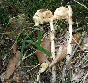 Hypopitys monotropa (Ericaceae)  - Monotrope sucepin, Sucepin, Hypopitys monotrope - Yellow Bird's-nest Haute-Garonne [France] 27/07/2001 - 1400m