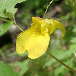 Impatiens noli-tangere (Balsaminaceae)  - Impatiente ne-me-touchez-pas, Impatiente N'y-touchez-pas, Balsamine des bois - Touch-me-not Balsam Haute-Garonne [France] 26/07/2001 - 1400m