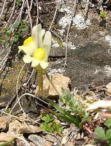 Linaria supina (Plantaginaceae)  - Linaire couchée - Prostrate Toadflax Hautes-Pyrenees [France] 28/07/2001 - 2060m