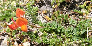 Lotus corniculatus subsp. alpinus (Fabaceae)  - Lotier des Alpes Hautes-Pyrenees [France] 28/07/2001 - 2060m