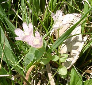 Lysimachia tenella (Primulaceae)  - Lysimaque délicate, Mouron délicat - Bog Pimpernel Ariege [France] 25/07/2001 - 1320m