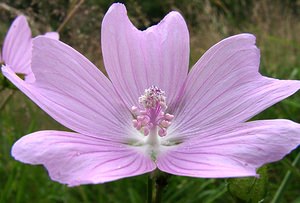 Malva moschata (Malvaceae)  - Mauve musquée - Musk-mallow Ariege [France] 24/07/2001 - 930m
