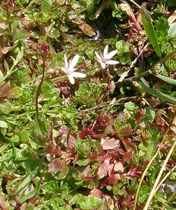 Micranthes stellaris (Saxifragaceae)  - Micranthe étoilé, Saxifrage étoilée - Starry Saxifrage Hautes-Pyrenees [France] 29/07/2001 - 1190m