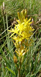 Narthecium ossifragum (Nartheciaceae)  - Narthèce ossifrage, Narthécie des marais, Ossifrage, Brise-os - Bog Asphodel Ariege [France] 24/07/2001 - 1630m