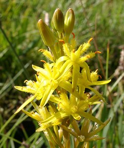 Narthecium ossifragum (Nartheciaceae)  - Narthèce ossifrage, Narthécie des marais, Ossifrage, Brise-os - Bog Asphodel Ariege [France] 24/07/2001 - 1630m