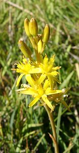 Narthecium ossifragum (Nartheciaceae)  - Narthèce ossifrage, Narthécie des marais, Ossifrage, Brise-os - Bog Asphodel Ariege [France] 24/07/2001 - 1630m