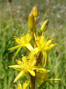 Narthecium ossifragum (Nartheciaceae)  - Narthèce ossifrage, Narthécie des marais, Ossifrage, Brise-os - Bog Asphodel Ariege [France] 24/07/2001 - 1630m