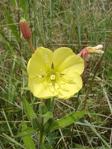 Oenothera glazioviana (Onagraceae)  - Onagre à sépales rouges - Large-flowered Evening-primrose Aveyron [France] 17/07/2001 - 340m