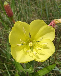 Oenothera glazioviana (Onagraceae)  - Onagre à sépales rouges - Large-flowered Evening-primrose Aveyron [France] 17/07/2001 - 340m