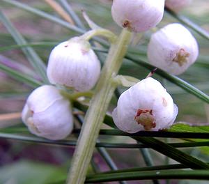 Pyrola minor (Ericaceae)  - Pyrole mineure, Petite pyrole - Common Wintergreen  [France] 22/07/2001 - 2060m