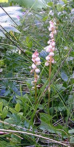 Pyrola minor (Ericaceae)  - Pyrole mineure, Petite pyrole - Common Wintergreen  [France] 22/07/2001 - 2060m