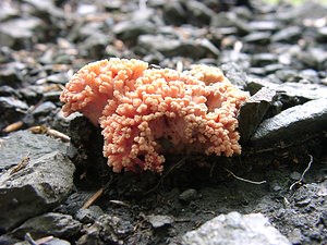 Ramaria subbotrytis (Ramariaceae)  - Clavaire rouge corail Haute-Garonne [France] 27/07/2001 - 1400m