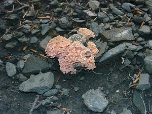 Ramaria subbotrytis (Ramariaceae)  - Clavaire rouge corail Haute-Garonne [France] 27/07/2001 - 1400m