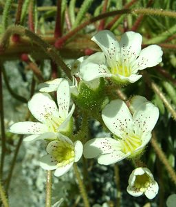 Saxifraga longifolia (Saxifragaceae)  - Saxifrage à feuilles longues, Saxifrage à longues feuilles Hautes-Pyrenees [France] 30/07/2001 - 2060m