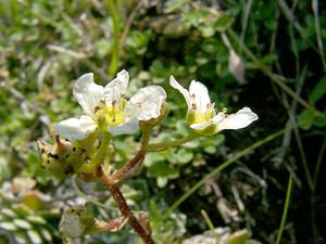 Saxifraga paniculata (Saxifragaceae)  - Saxifrage paniculée, Saxifrage aizoon - Livelong Saxifrage Hautes-Pyrenees [France] 28/07/2001 - 2060m