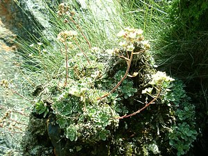 Saxifraga paniculata (Saxifragaceae)  - Saxifrage paniculée, Saxifrage aizoon - Livelong Saxifrage Hautes-Pyrenees [France] 30/07/2001 - 2060m