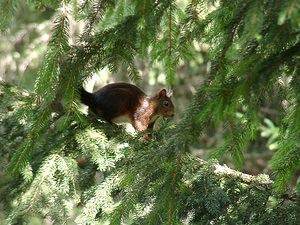 Sciurus vulgaris (Sciuridae)  - Écureuil roux - Eurasian Red Squirrel Pyrenees-Orientales [France] 22/07/2001 - 1650m