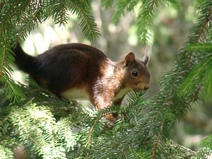 Sciurus vulgaris (Sciuridae)  - Écureuil roux - Eurasian Red Squirrel Pyrenees-Orientales [France] 22/07/2001 - 1650m