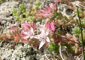 Sedum anglicum (Crassulaceae)  - Orpin d'Angleterre, Orpin anglais - English Stonecrop Hautes-Pyrenees [France] 29/07/2001 - 1190m