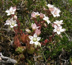 Sedum hirsutum (Crassulaceae)  - Orpin hirsute, Orpin hérissé Hautes-Pyrenees [France] 29/07/2001 - 1190m