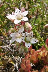 Sedum hirsutum (Crassulaceae)  - Orpin hirsute, Orpin hérissé Hautes-Pyrenees [France] 29/07/2001 - 1190m