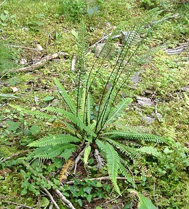 Struthiopteris spicant (Blechnaceae)  - Struthioptéride en épi, Struthioptéris en épi, Blechne en épi - Hard-fern Haute-Garonne [France] 26/07/2001 - 1400m