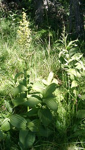 Veratrum album (Melanthiaceae)  - Vératre blanc, Varaire, Varaire blanc - Giant False-helleborine Pyrenees-Orientales [France] 20/07/2001 - 1650m