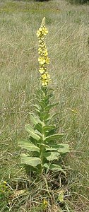 Verbascum densiflorum (Scrophulariaceae)  - Molène à fleurs denses, Molène faux bouillon-blanc, Molène faux thapsus - Dense-flowered Mullein Cher [France] 16/07/2001 - 150m