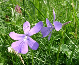 Viola cornuta (Violaceae)  - Violette cornue, Pensée à cornes, Pensée cornue - Horned Pansy Haute-Garonne [France] 27/07/2001 - 1400m