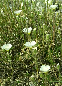 Cherleria capillacea (Caryophyllaceae)  - Alsine capillaire, Sabline capillaire Gard [France] 03/08/2001 - 470m