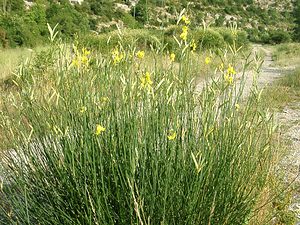 Cytisus scoparius (Fabaceae)  - Cytise à balais, Genêt à balais, Sarothamne à balais, Juniesse - Broom Gard [France] 02/08/2001 - 470m