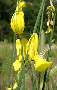 Cytisus scoparius (Fabaceae)  - Cytise à balais, Genêt à balais, Sarothamne à balais, Juniesse - Broom Gard [France] 02/08/2001 - 470m