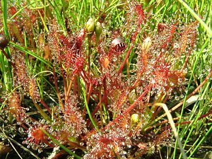 Drosera intermedia (Droseraceae)  - Rossolis intermédiaire, Droséra intermédiaire - Oblong-leaved Sundew Turnhout [Belgique] 18/08/2001 - 30m