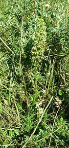 Epipactis helleborine subsp. neerlandica (Orchidaceae)  - Épipactide des Pays-Bas, Épipactide de Hollande, Épipactis des Pays-Bas Nord [France] 29/08/2001