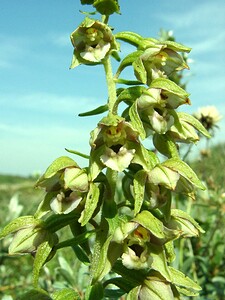 Epipactis helleborine subsp. neerlandica (Orchidaceae)  - Épipactide des Pays-Bas, Épipactide de Hollande, Épipactis des Pays-Bas Nord [France] 29/08/2001