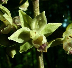 Epipactis purpurata (Orchidaceae)  - Épipactide pourpre, Épipactis pourpre, Épipactis violacé, Épipactide violacée - Violet Helleborine Pas-de-Calais [France] 25/08/2001 - 180m