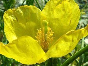 Glaucium flavum (Papaveraceae)  - Glaucier jaune, Glaucière jaune, Pavot jaune des sables - Yellow Horned Poppy Gard [France] 02/08/2001 - 470m